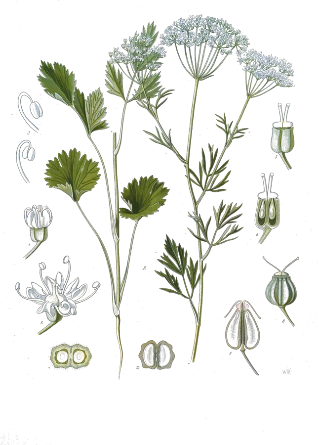 Planche botanique de 1890 de l’anis vert, avec ses ombelles de fleurs blanches et ses fruits