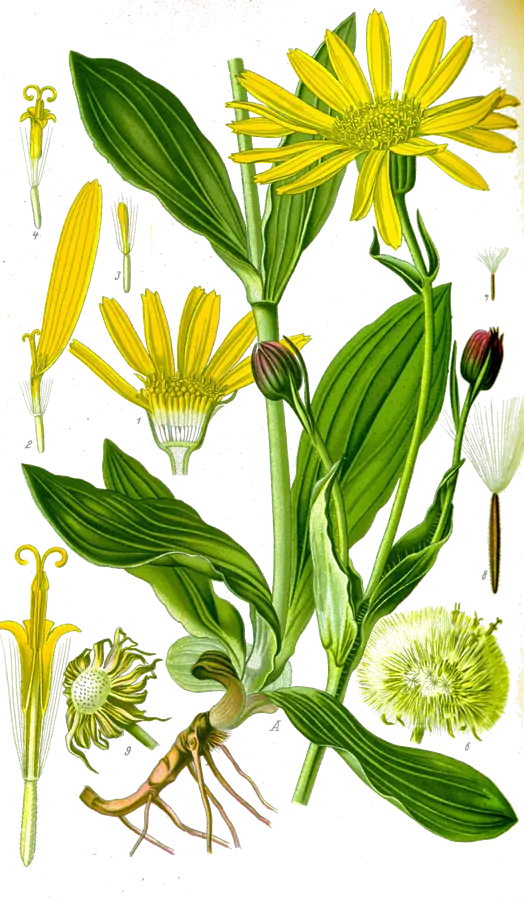 Arnica (Arnica montana)