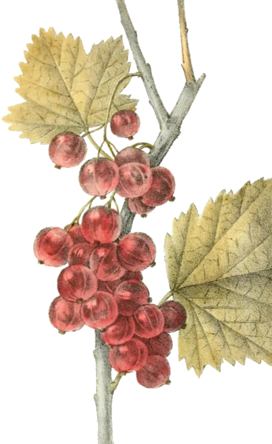 Lithographie de 1829 : un rameau de groseillier rouge avec une grappe de groseilles et deux feuilles