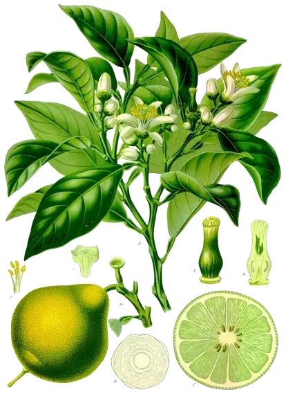 Lámina botánica de una rama de bergamoto con flores y frutos
