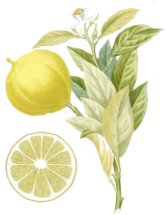 Planche botanique de 1818 : rameau de bergamotier en fleur, avec un fruit entier et un autre coupé