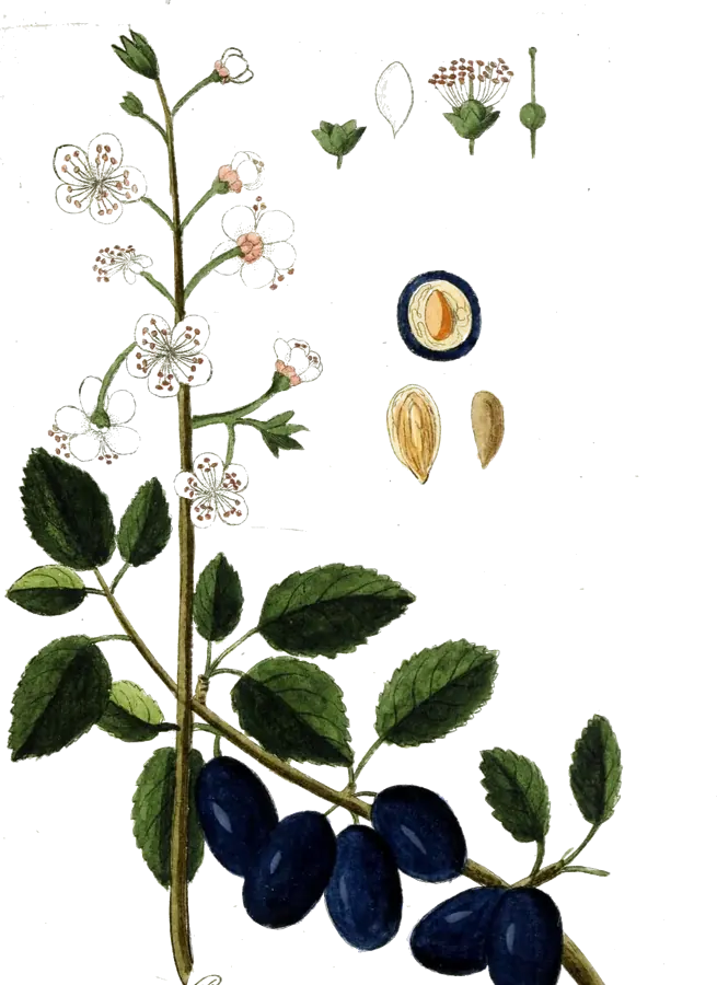 Lámina botánica de 1790 de una rama de ciruelo con flores y ciruelas