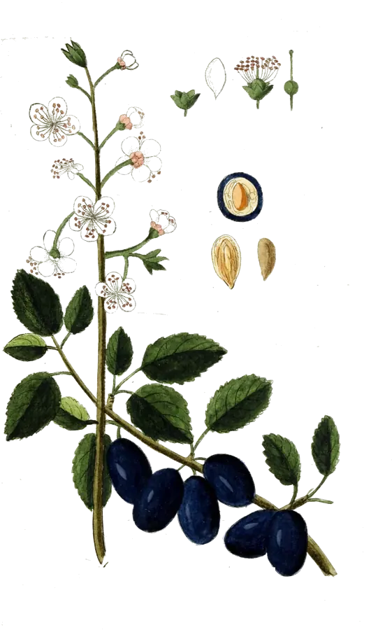 Planche botanique de 1790 : rameau de prunier avec fleurs et prunes
