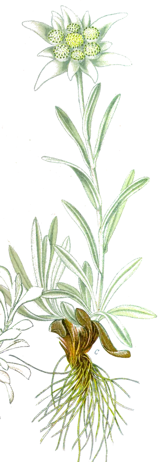 Edelweiss (Leontopodium alpinum)