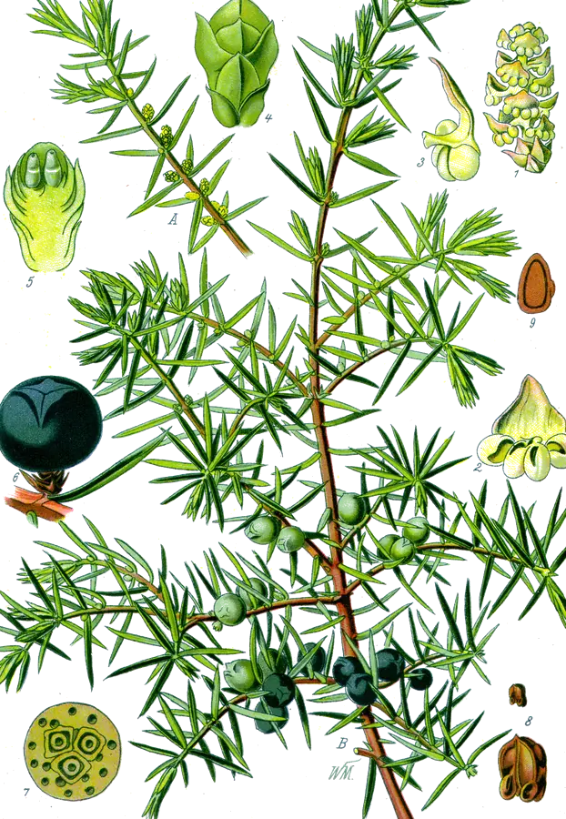 Enebro (Juniperus communis)