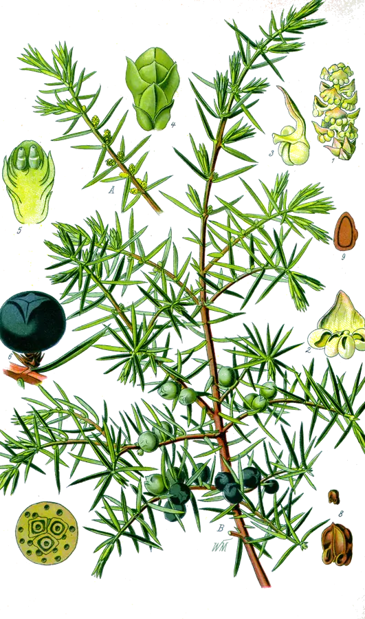 Genévrier (Juniperus communis)