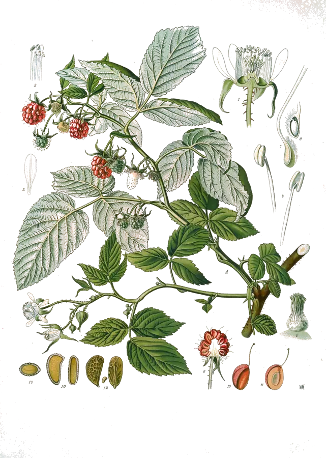 Lámina botánica de 1887 de una rama de frambueso con flores, frambuesas y detalles de la flor y del fruto