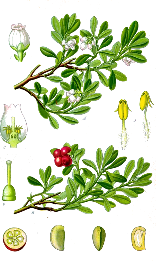 Busserole (Arctostaphylos uva‑ursi)