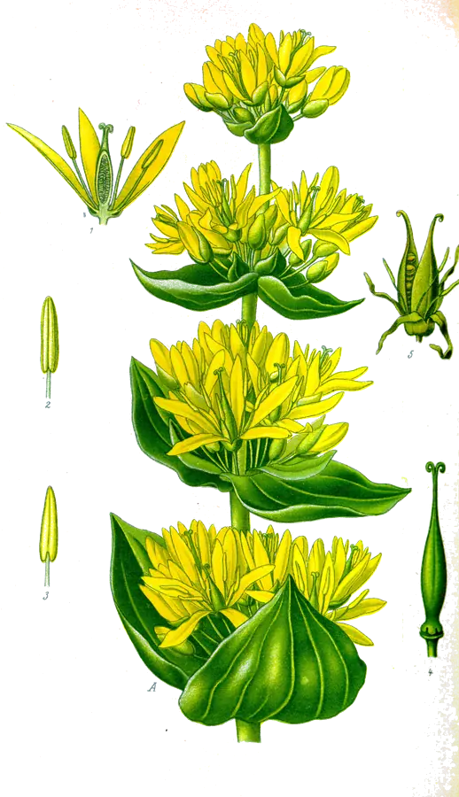 Gentiane (Gentiana lutea)
