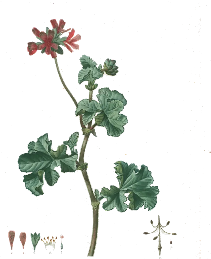 Lámina botánica de principios del siglo XIX de una rama de pelargonio con hojas lobuladas y flores rosas
