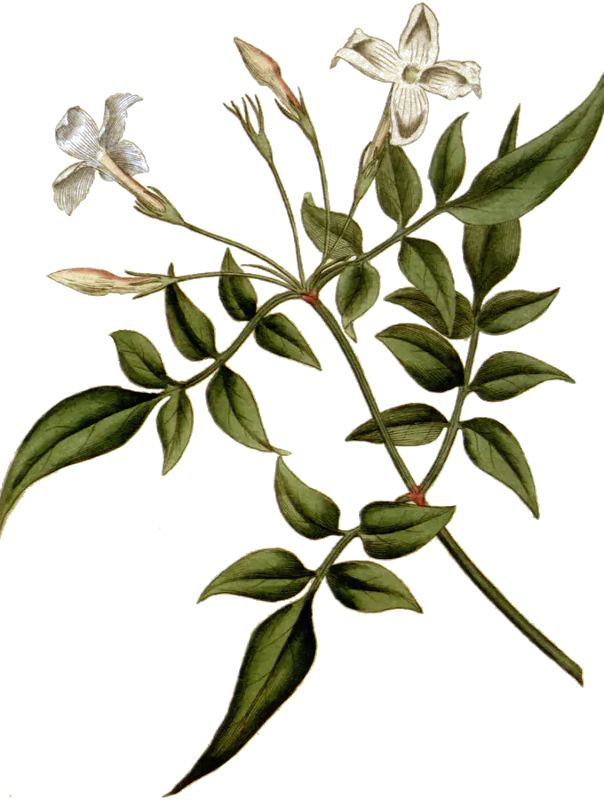 Lámina botánica de 1787 de una rama de jazmín en flor
