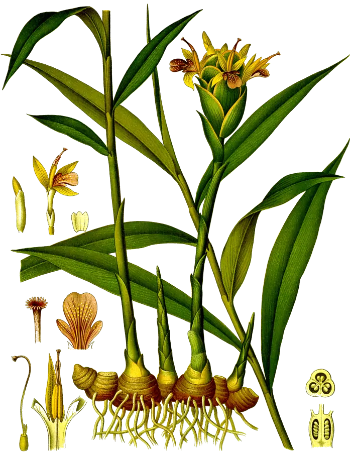 Lámina botánica de 1890 de la planta del jengibre, con su flor y el rizoma