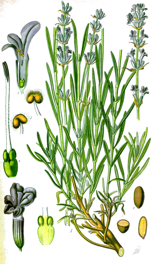 Lavande (Lavandula angustifolia)