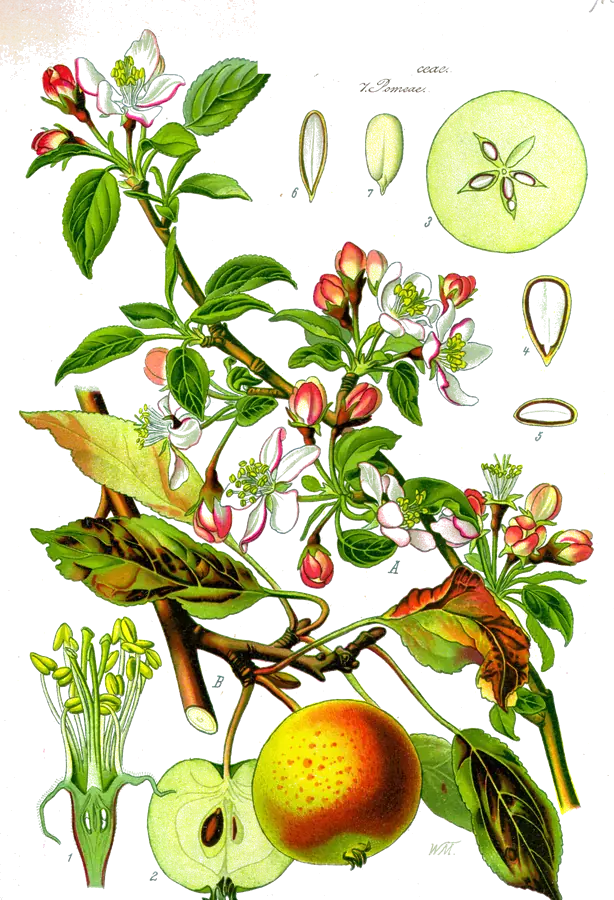 Lámina botánica de 1885 de una rama de manzano con flores y manzanas
