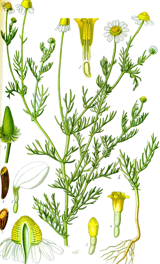 Manzanilla (Matricaria chamomilla)