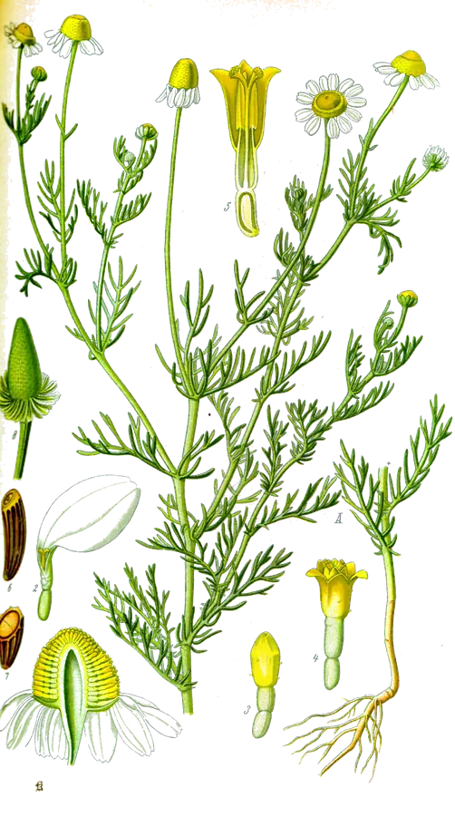Camomille (Matricaria chamomilla)