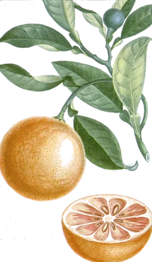 Lámina botánica de 1827 de una rama de naranjo dulce con una naranja entera y otra abierta