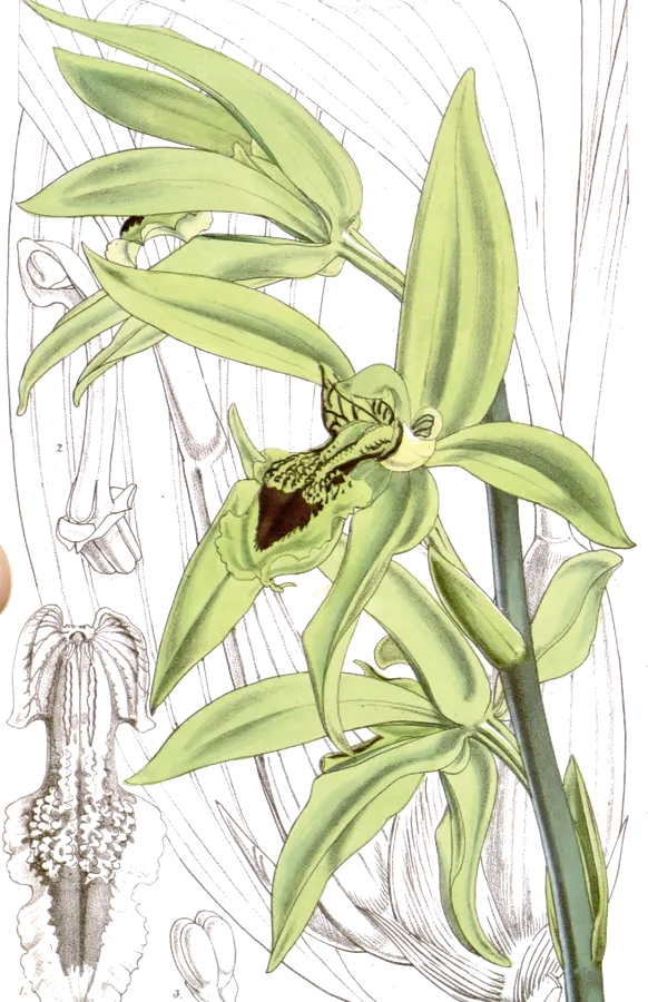 Lámina botánica de 1858 de una orquídea verde con el labelo negro