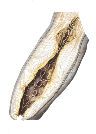 Illustration d’un tronc d’arbre à agar ouvert dans sa longueur, avec le cœur sombre de résine au milieu du bois clair