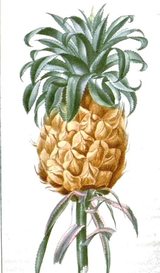 Lámina botánica de 1827 de una piña amarilla con su corona de hojas