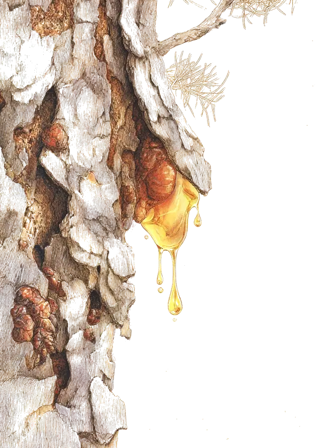 Illustration à la plume et à l’aquarelle d’une goutte de résine dorée contre l’écorce d’un pin
