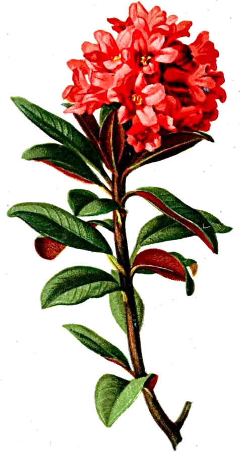 Rododendro (Rhododendron ferrugineum)