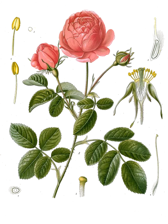 Lámina botánica de 1890 de una rosa de cien hojas con flores y capullo
