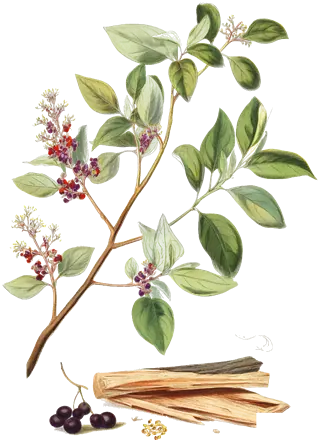 Illustration d’un rameau de santal avec ses fleurs et ses baies, d’un tronc ouvert qui montre le bois et d’un filet de fumée
