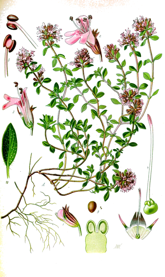 Serpolet (Thymus serpyllum)