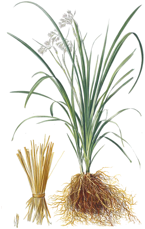 Ilustración de una mata de vetiver con sus hojas largas, la flor y la masa de raíces, y al lado un haz de raíces secas atado