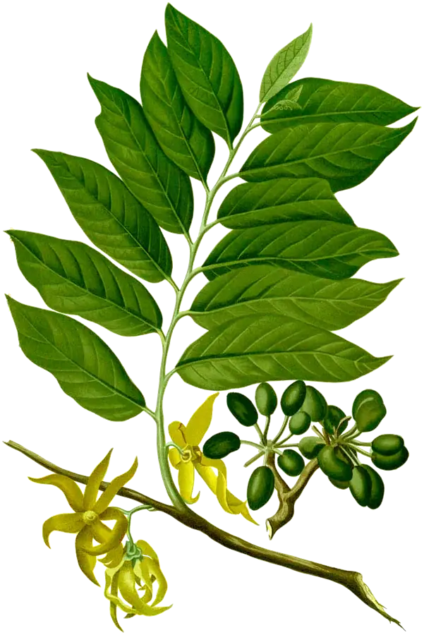 Lámina botánica del siglo XIX de una rama de ylang-ylang con flores amarillas colgantes y frutos verdes