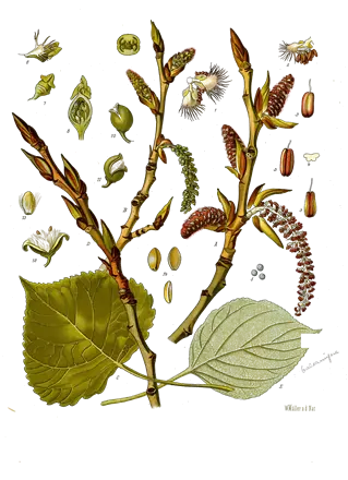 Planche botanique de 1887 de rameaux de peuplier noir avec bourgeons, chatons et feuilles