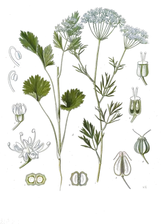 Planche botanique de 1890 de l’anis vert, avec ses ombelles de fleurs blanches et ses fruits