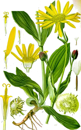 Árnica (Arnica montana)
