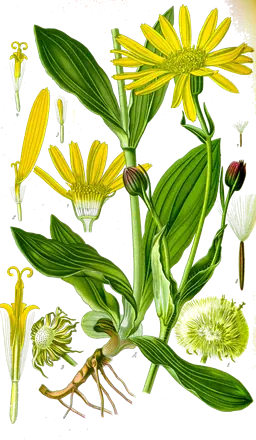 Arnica (Arnica montana)
