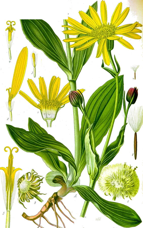 Árnica (Arnica montana)