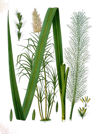 Lámina botánica de 1890 de la caña de azúcar, con la mata entera, una hoja larga, un trozo de caña y el penacho de flores