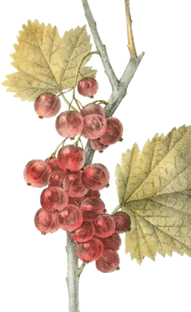 Lithographie de 1829 : un rameau de groseillier rouge avec une grappe de groseilles et deux feuilles