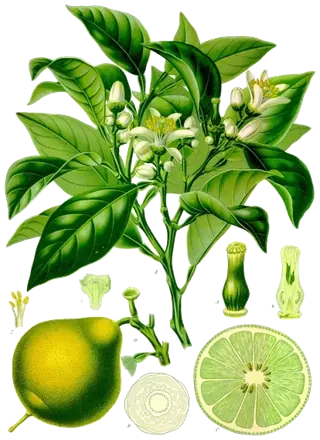Lámina botánica de una rama de bergamoto con flores y frutos