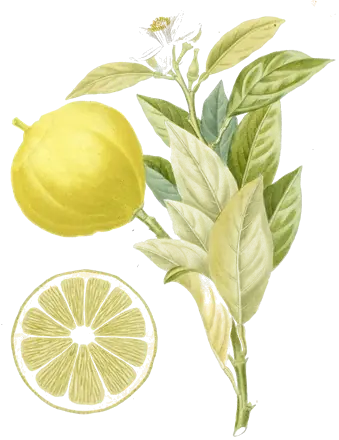 Planche botanique de 1818 : rameau de bergamotier en fleur, avec un fruit entier et un autre coupé