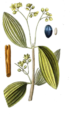 Planche botanique de 1788 d’un rameau de cannelier avec fleurs et fruit, et à côté un bâton de cannelle