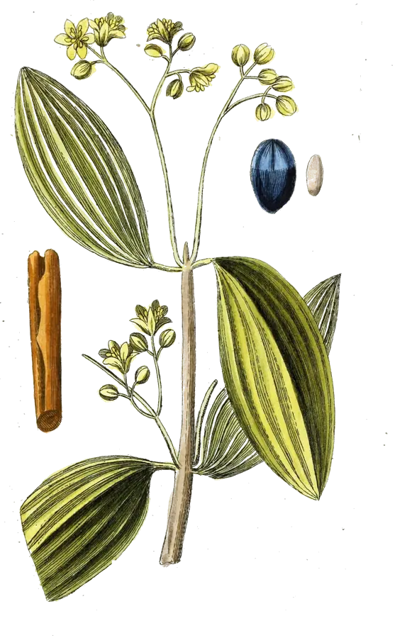 Lámina botánica de 1788 de una rama de canelo con flores y fruto, y al lado una rama de canela