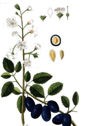 Lámina botánica de 1790 de una rama de ciruelo con flores y ciruelas