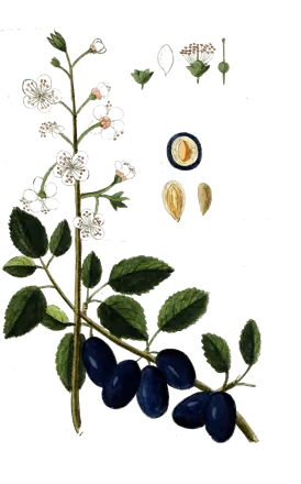 Planche botanique de 1790 : rameau de prunier avec fleurs et prunes
