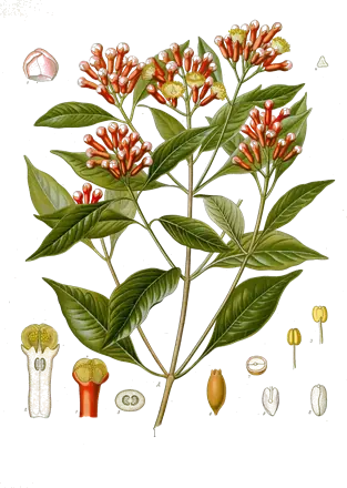 Planche botanique de 1890 d’un rameau de giroflier avec des grappes de boutons rouges