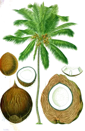 Planche botanique du XIXe siècle : un cocotier avec ses fruits, une noix de coco entière, une autre sans sa bourre et une autre ouverte sur sa pulpe blanche