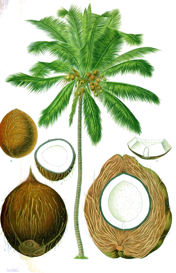 Planche botanique du XIXe siècle : un cocotier avec ses fruits, une noix de coco entière, une autre sans sa bourre et une autre ouverte sur sa pulpe blanche