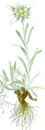 Edelweiss (Leontopodium alpinum)