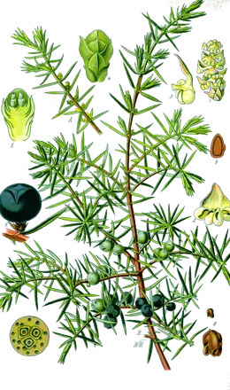 Genévrier (Juniperus communis)
