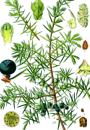 Enebro (Juniperus communis)